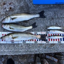 久しぶりのシーバス