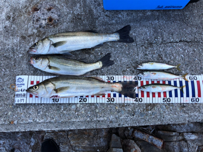 久しぶりのシーバス