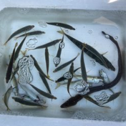 豆アジゲット❗️