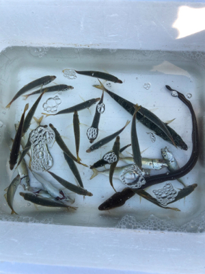 豆アジゲット❗️