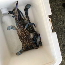 息子と豆アジ釣り