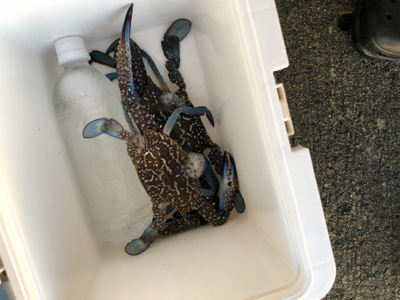 息子と豆アジ釣り