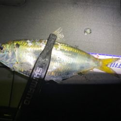 アジング 入れ食い