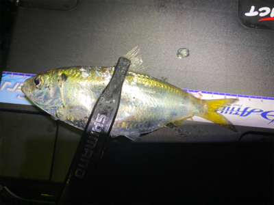 アジング 入れ食い