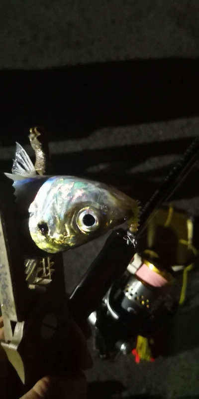 アジング練習 174