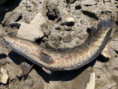 暑いけどDAYはいい