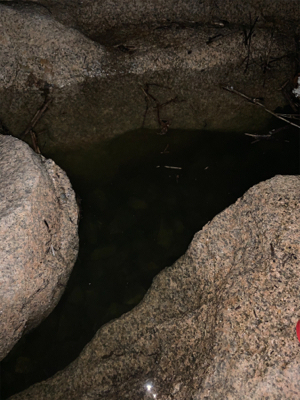 テナガエビ釣り