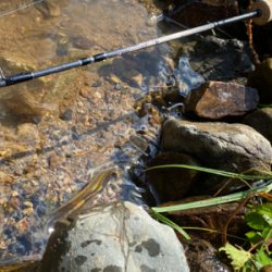 カワムツしか釣れない