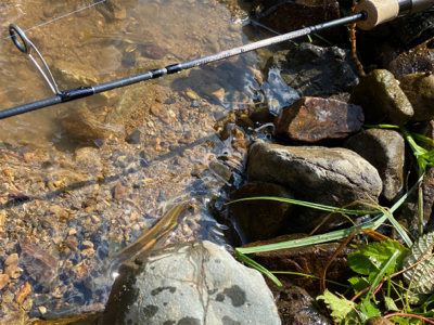 カワムツしか釣れない