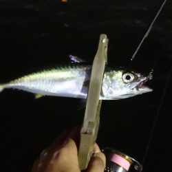 アジング練習 175