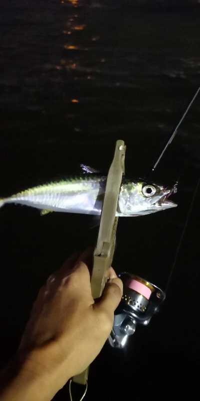 アジング練習 175