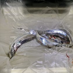 太刀魚シーズンです