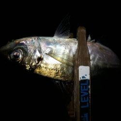 ちょっとだけ、ライトフィッシング