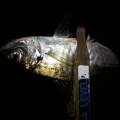 ちょっとだけ、ライトフィッシング