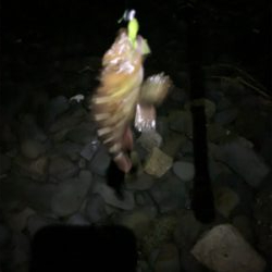 フロート小アジング