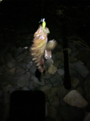 フロート小アジング