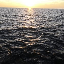 太刀魚来てます