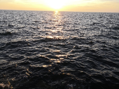 太刀魚来てます