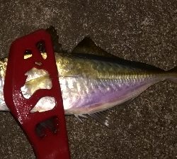 つ抜けアジング