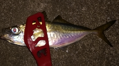 つ抜けアジング