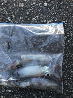 メジャーポイントでケンサキ釣り^_^