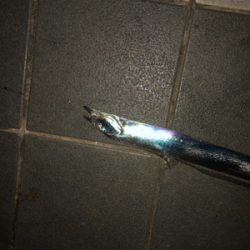 皆さん急いでー