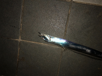 皆さん急いでー