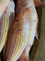 マイボートでアマダイ狙い