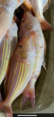 マイボートでアマダイ狙い