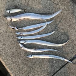 ワインド　太刀魚