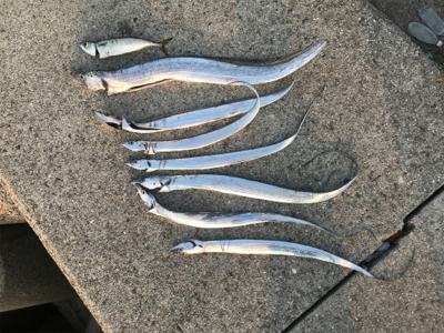 ワインド　太刀魚