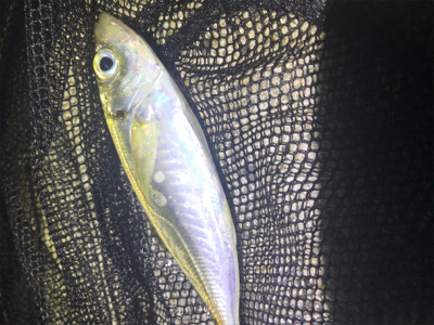 フロートアジング