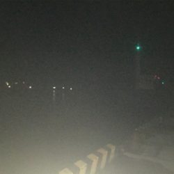 小鯖が大きくなってる!