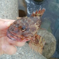 キジハタ(チビハタ)とカサゴ、アオリイカ