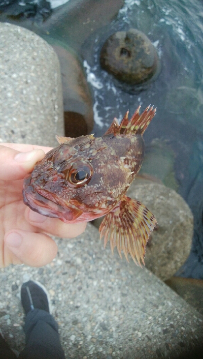 キジハタ(チビハタ)とカサゴ、アオリイカ