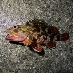 ロックフィッシュ祭り