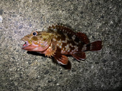 ロックフィッシュ祭り