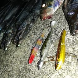 涼しい夜のサーベリング