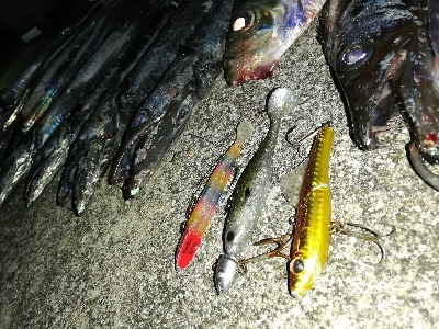 涼しい夜のサーベリング