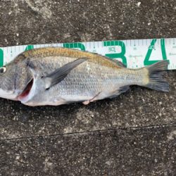 朝マズメ〜夕まずめまで頑張って！