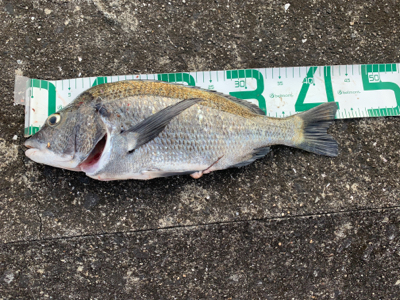 朝マズメ〜夕まずめまで頑張って！