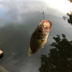 ビックベイトで出たぁ^_^