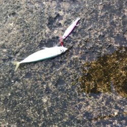 時合いが短くて…