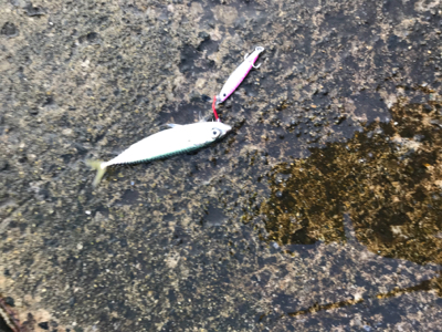 時合いが短くて…