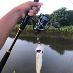 バス、ハス、アユ