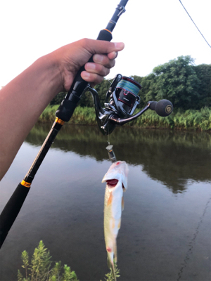 バス、ハス、アユ