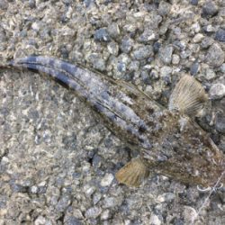 真夏の吹上浜はアツイ