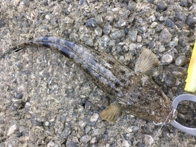 真夏の吹上浜はアツイ