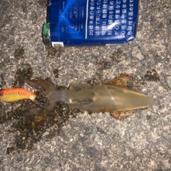 ケンサキイカ③