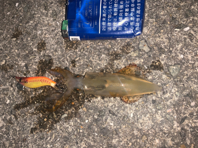 ケンサキイカ③